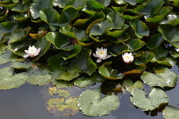Flor de loto