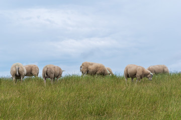Obraz premium Herd of sheep on a grassy dyke. Terschelling, the Netherlands, Europe.