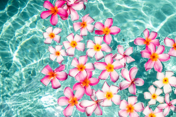 frangipani flower floating in clear blue water, with copy space.