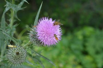 flor con abejas