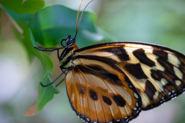 Butterfly on leaf