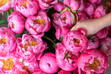 Woman hand picks up pink peonies © SianStock
