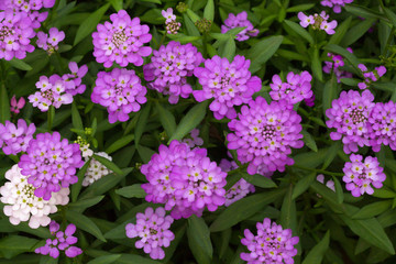 purple flowers in the garden. Iberis linifolia