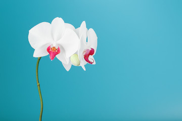 Tropical white Orchid on a blue background. Free space, Copy-Space