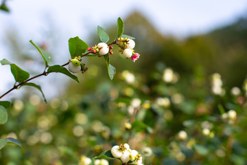 Fototapeta premium Symphoricarpos albus plant with white berries. place for text