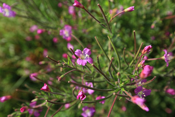 Beautiful natural background of wild pink flowers and green grass