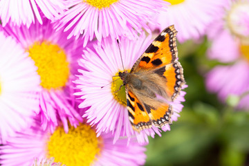 Small tortoiseshell (Aglais urticae) on a Mexican fleabane or Erigeron karvinskianus in flower.