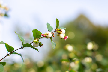 Symphoricarpos albus plant with white berries. place for text