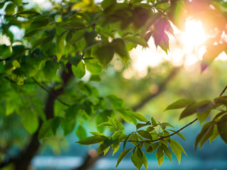 Green natural summer background at sunset