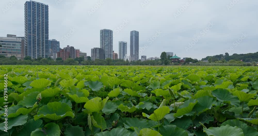 Canvas Prints ueno park with lotus pond