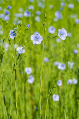 blue flax field closeup at spring shallow depth of field