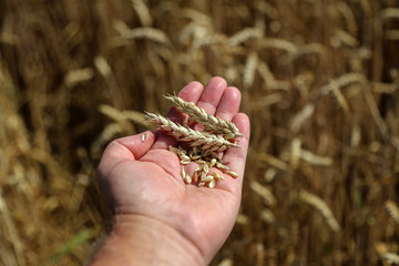 Farmers hand checking the maturity of grain