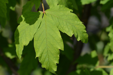Paperbark maple