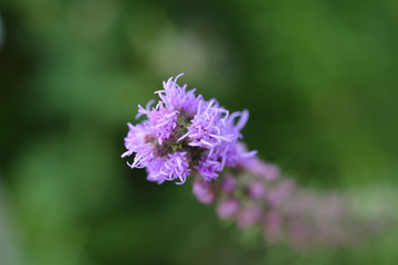 Prairie blazing star
