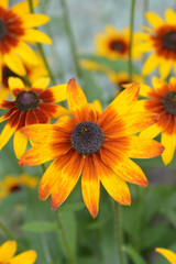 Tetra Gloriosa Daisy