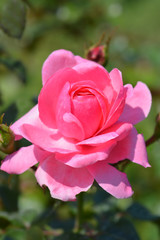 Floribunda rose
