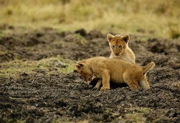 The lion cub playing in the evening hours, Msai Mara, kenya