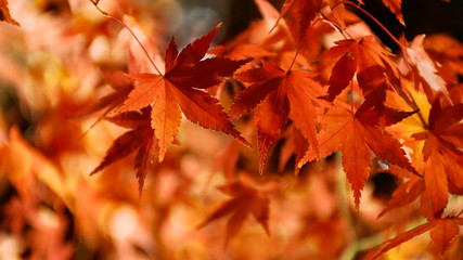 Autumn Japanese maple leaves on black background.