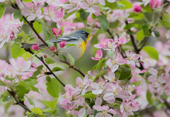 Northern Parula