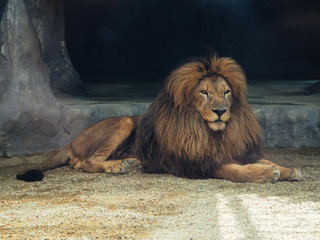 The dreamy look of an lion in zoo.The King of beasts, biggest cat of the world. The most dangerous and mighty predator of the world.