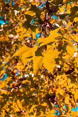 autumn leaves background