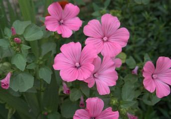 p&eacute;tunias roses en &eacute;t&eacute; dans le jardin
