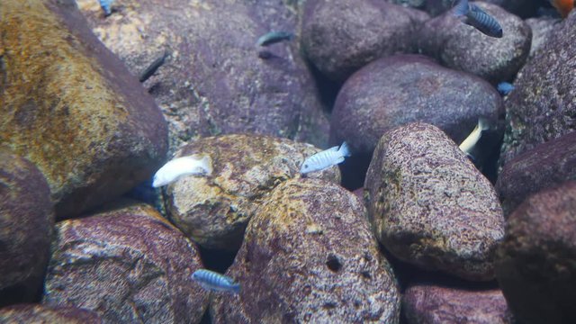 Many small fishes in the aquarium on the background of large stones