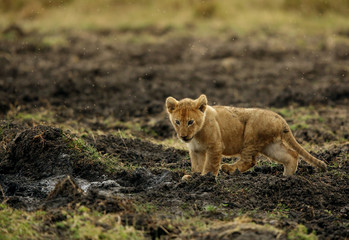 Naklejka na ściany i meble The lion cub playing in the evening hours, Msai Mara, kenya