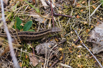 Zauneidechse - Lacerta agilis