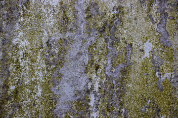 Obraz premium Green white Rough grunge vintage background distressed weathered dirty old texture