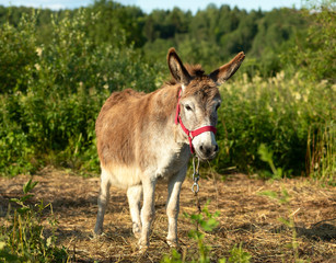 One donkey (Equus africanus asinus) with a red halter is standing on a pasture.