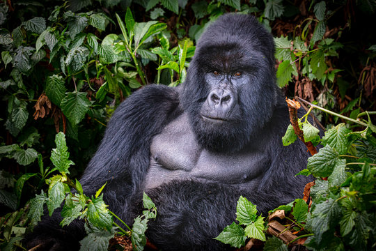 Silverback gorilla in jungle