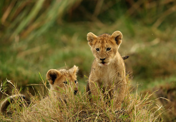 The lion cub playing in the evening hours, Msai Mara, kenya