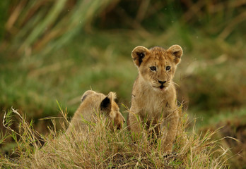 The lion cub playing in the evening hours, Msai Mara, kenya
