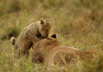 The lion cub playing in the evening hours, Msai Mara, kenya