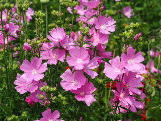 Pretty pink prairie mallow flowers in a mixed garden border