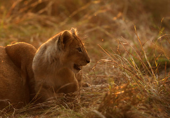 Fototapeta na wymiar The lion cub playing in the evening hours, Msai Mara, kenya