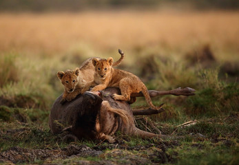 The lion cub on top of wildebeest kill in the evening hours, Msai Mara, kenya