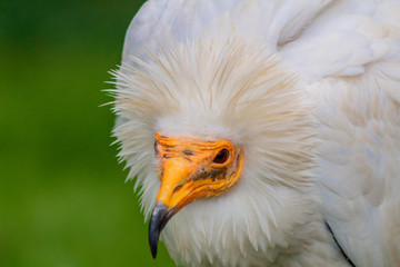a white Egyptian vulture with different backgrounds