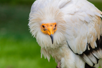 a white Egyptian vulture with different backgrounds