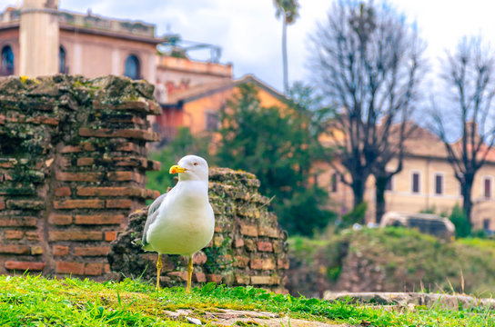 Seagull overlooking the roman forum in Rome.