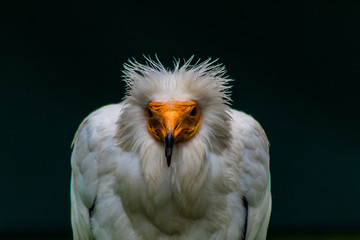 a white Egyptian vulture with different backgrounds
