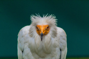 a white Egyptian vulture with different backgrounds