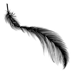 Feather isolated.  Vector illustration. EPS 10.