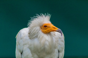 a white Egyptian vulture with different backgrounds