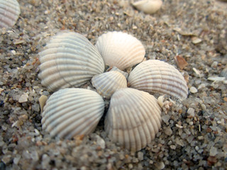 shells on the beach