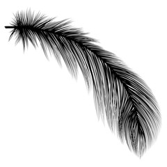 Obraz premium Feather isolated. Vector illustration. EPS 10.