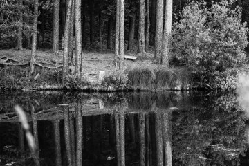 a monochrome image the shores of the lake with trunks of pine trees
