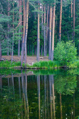 summer landscape of forest lake