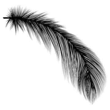 Feather isolated. Vector illustration. EPS 10. © helenagl